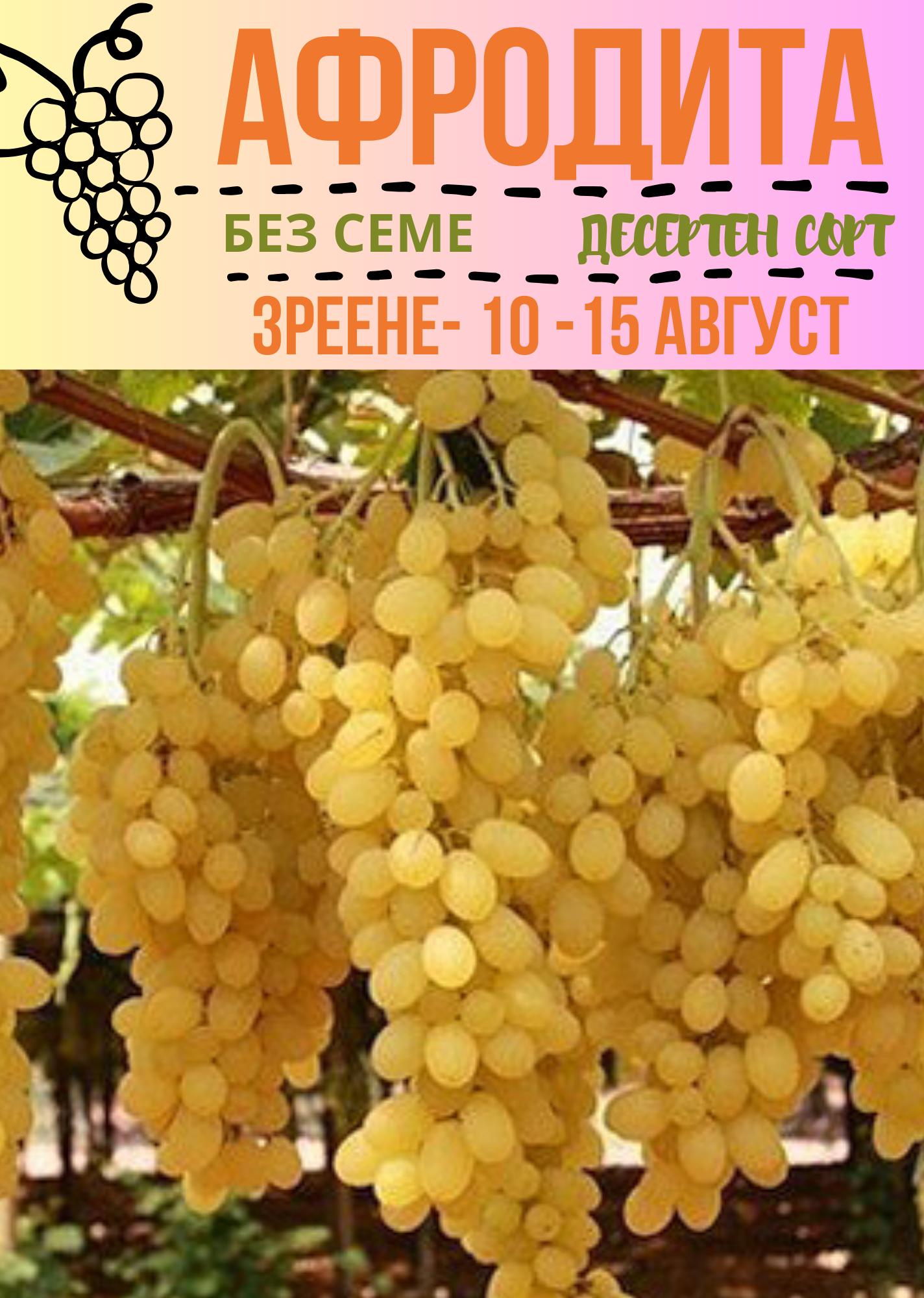 Афродита