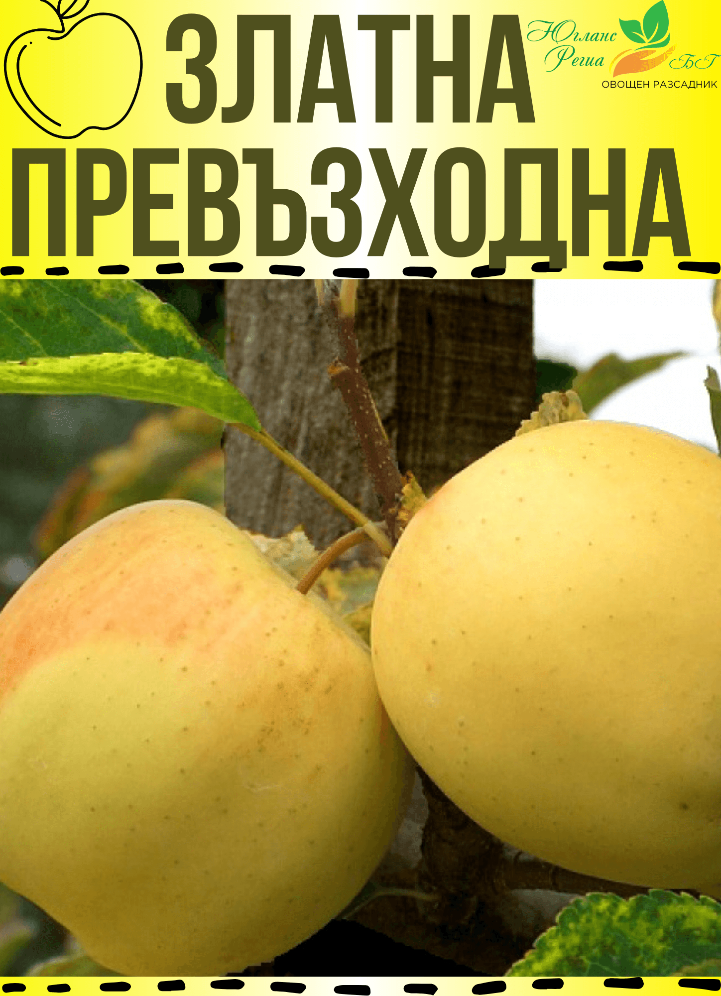Златна Превъзходна
