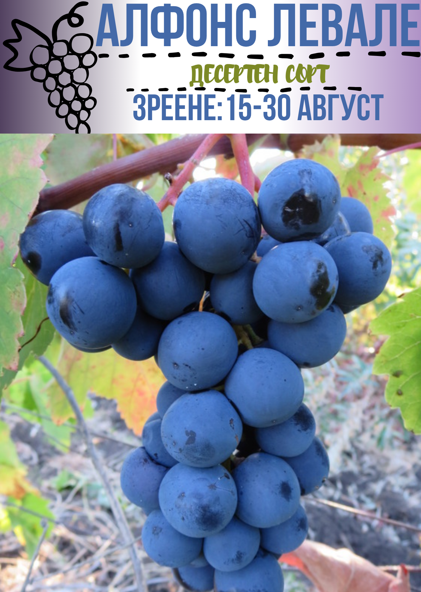 Алфонс левале