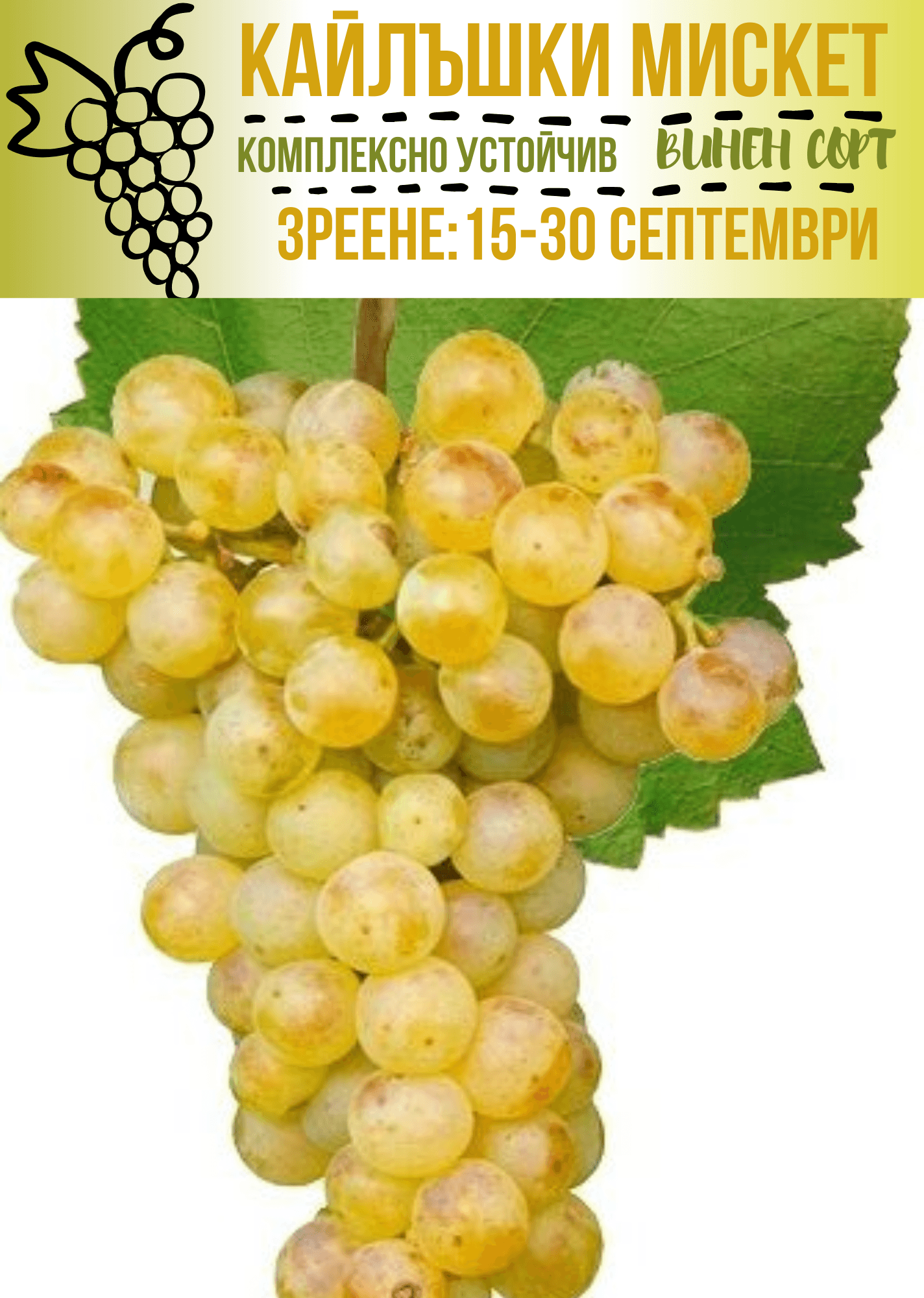 Кайлъшки мискет