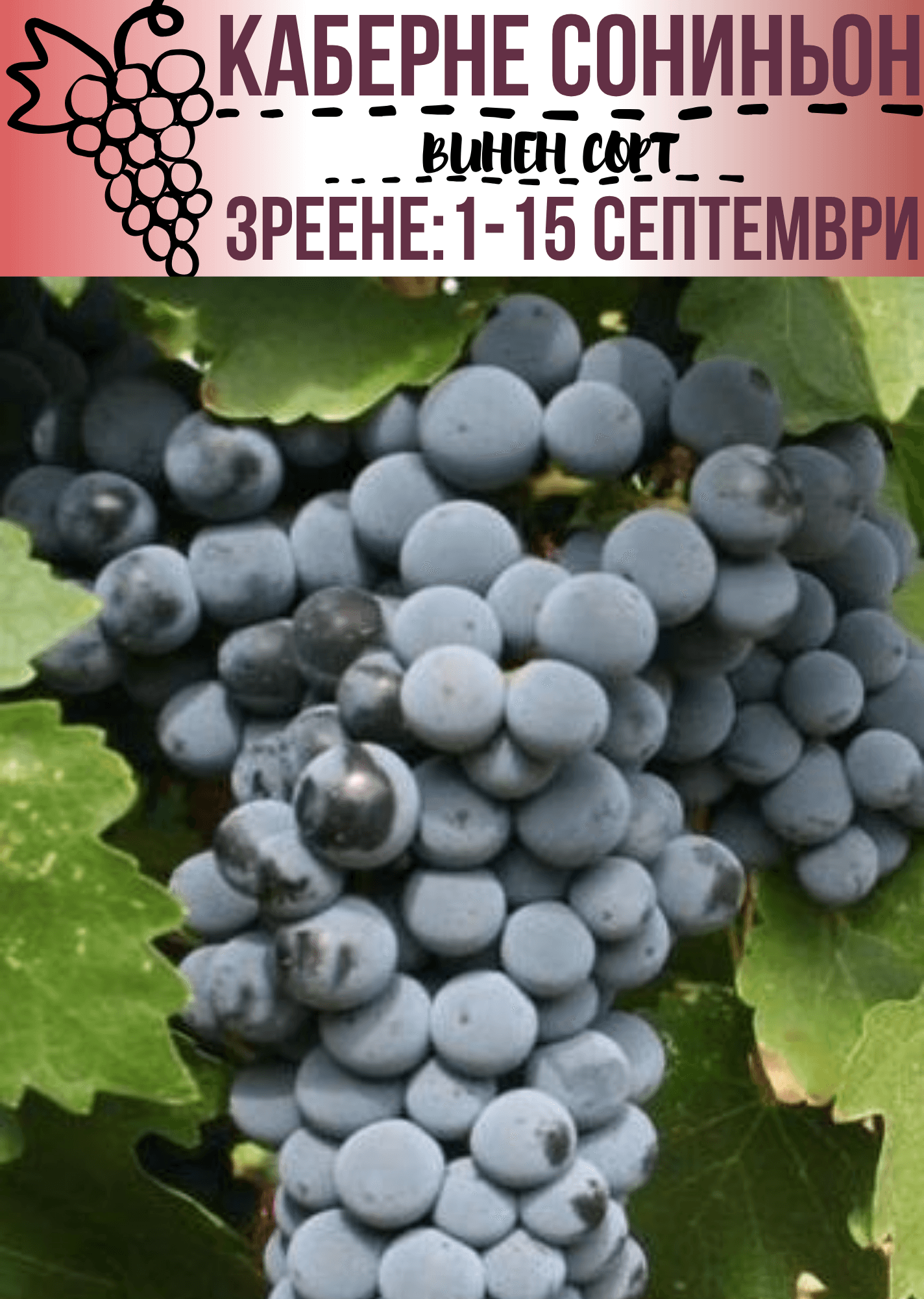 Каберне совиньон
