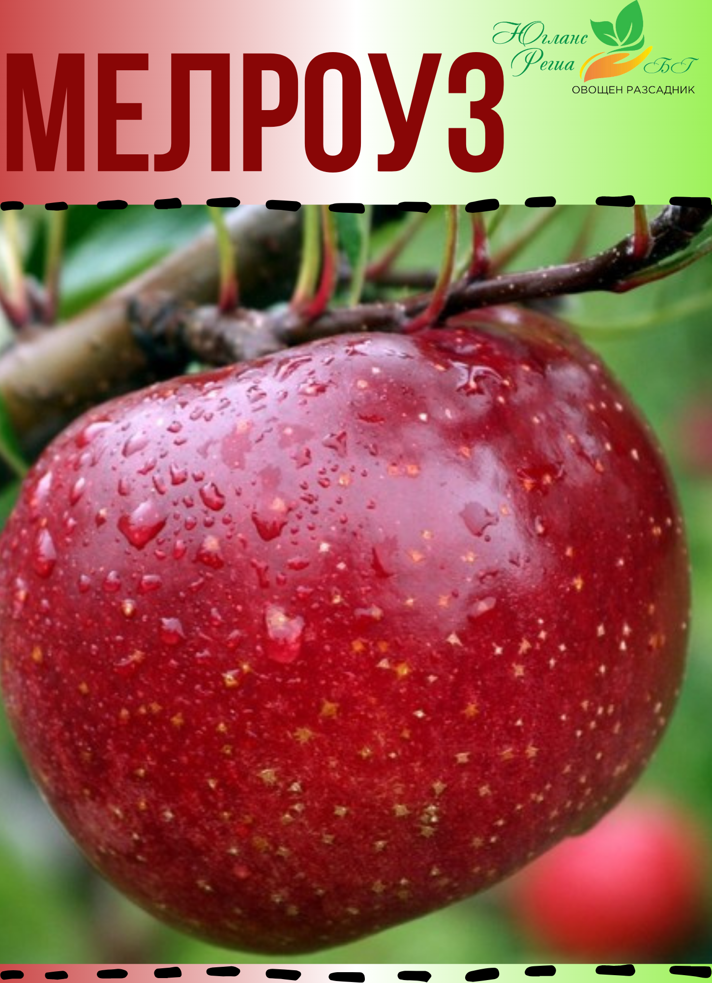 Мелроуз