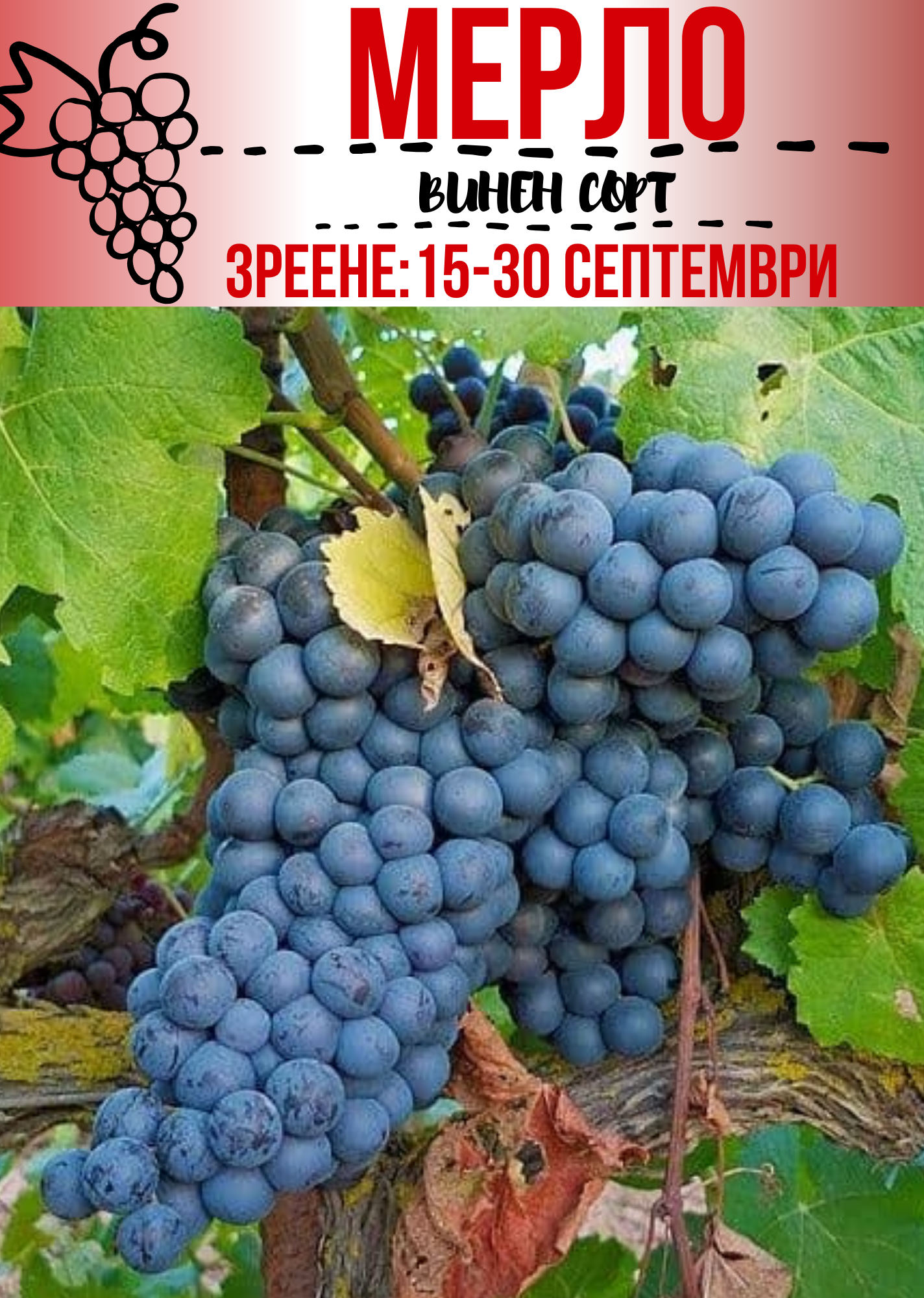 Мерло