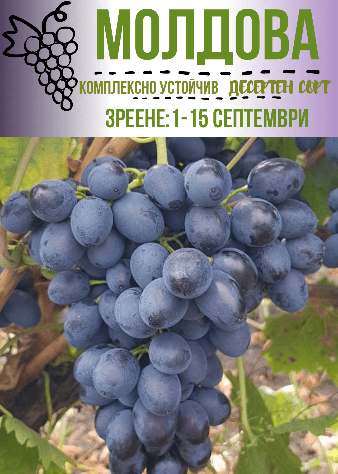 Молдова