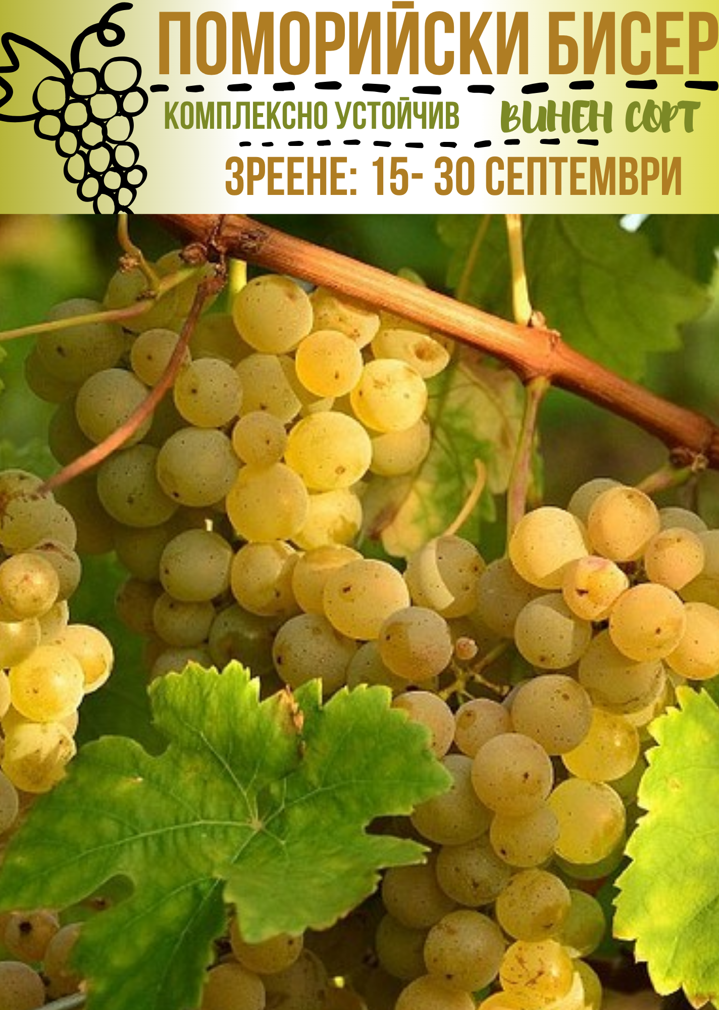 Поморийски бисер