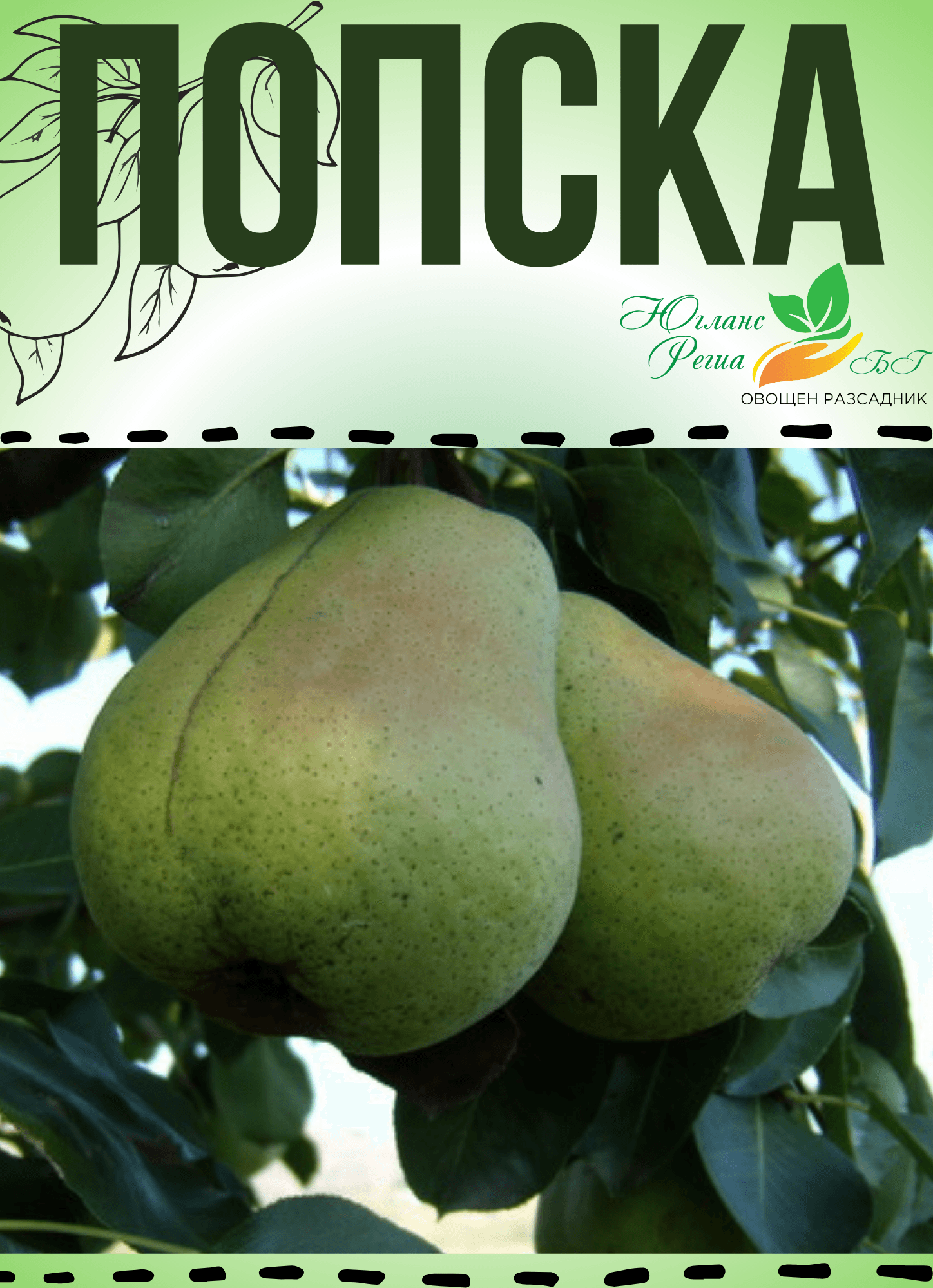 Попска