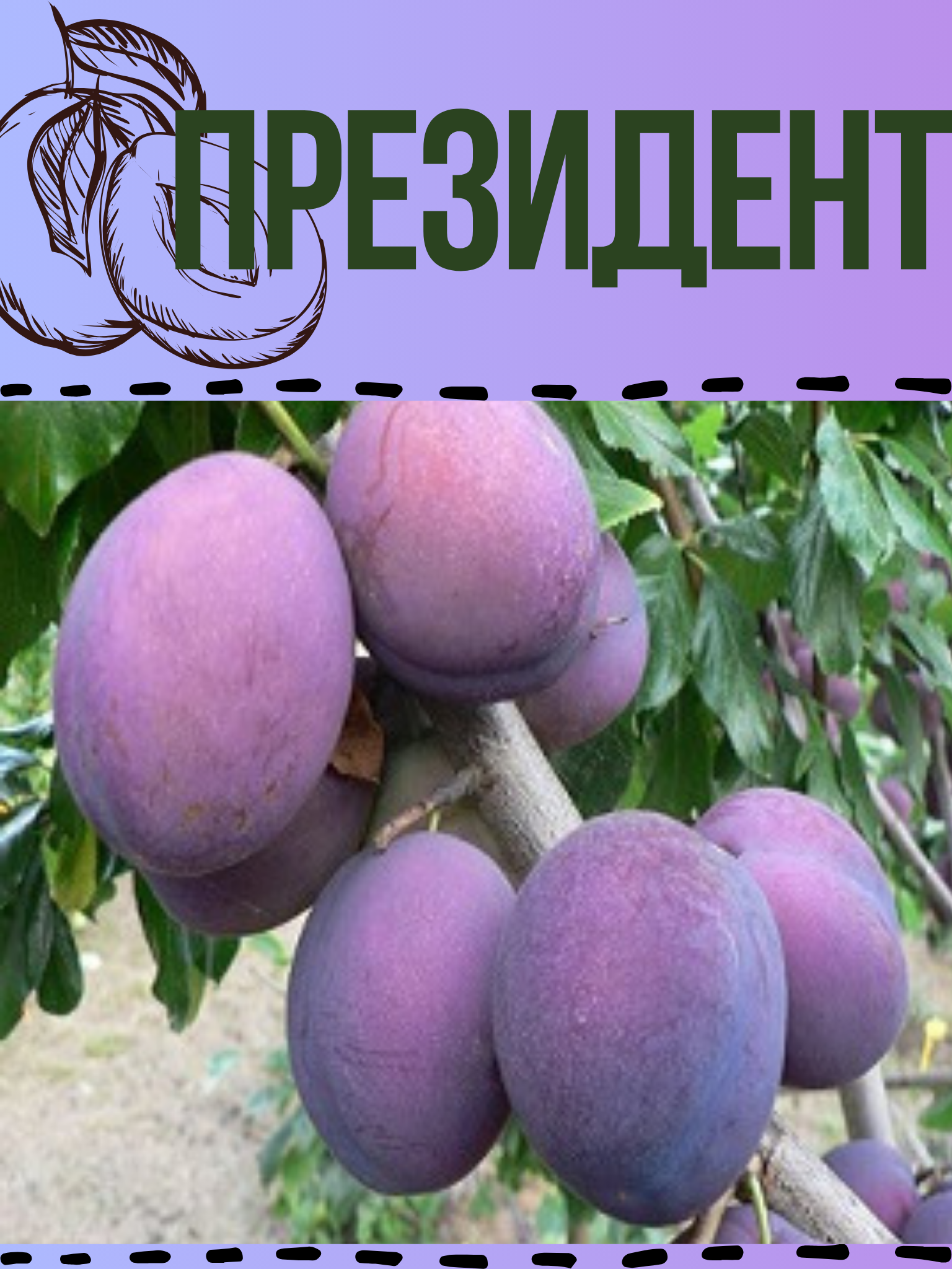 Президент